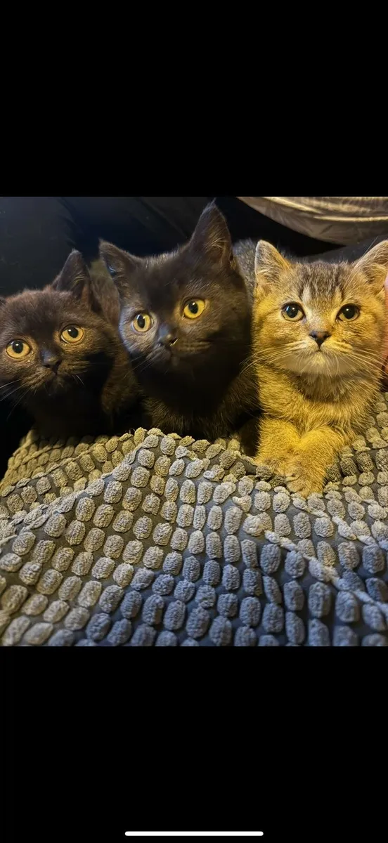 British shorthair kittens - Image 1