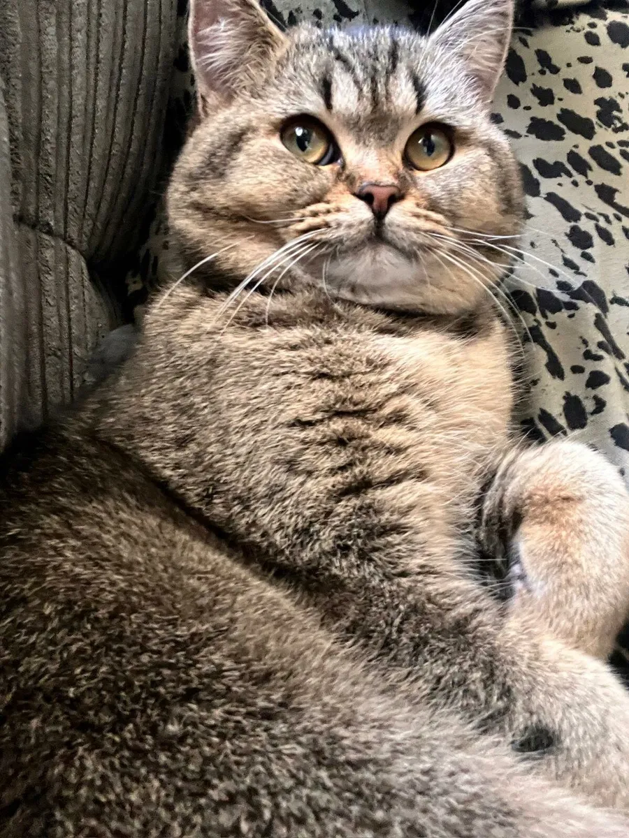 British shorthair kittens - Image 2