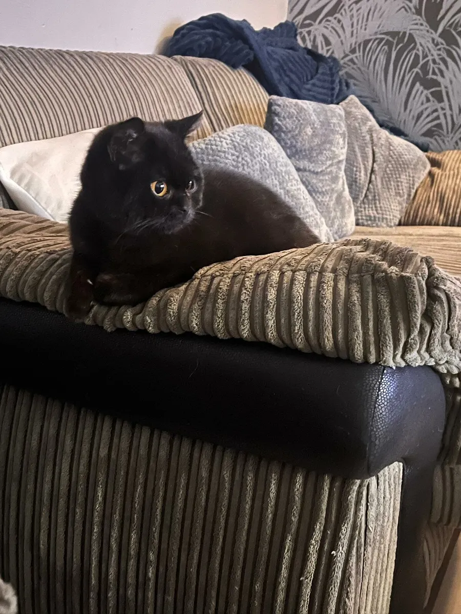 British shorthair kittens - Image 3