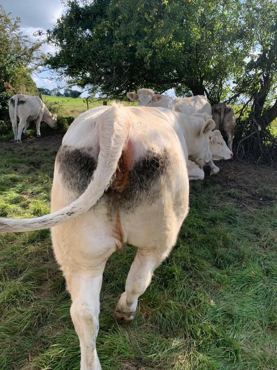 Beef cattle - Image 1