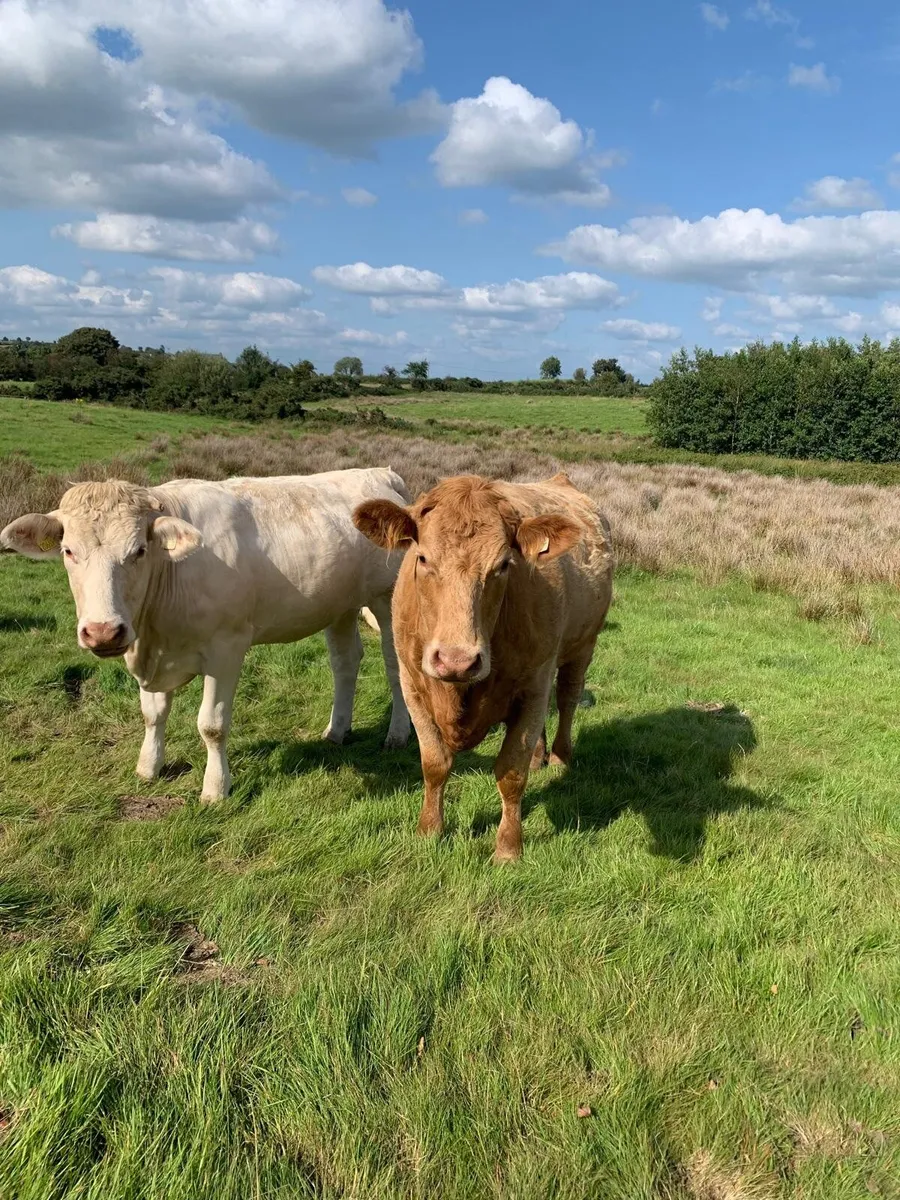 Beef cattle - Image 2