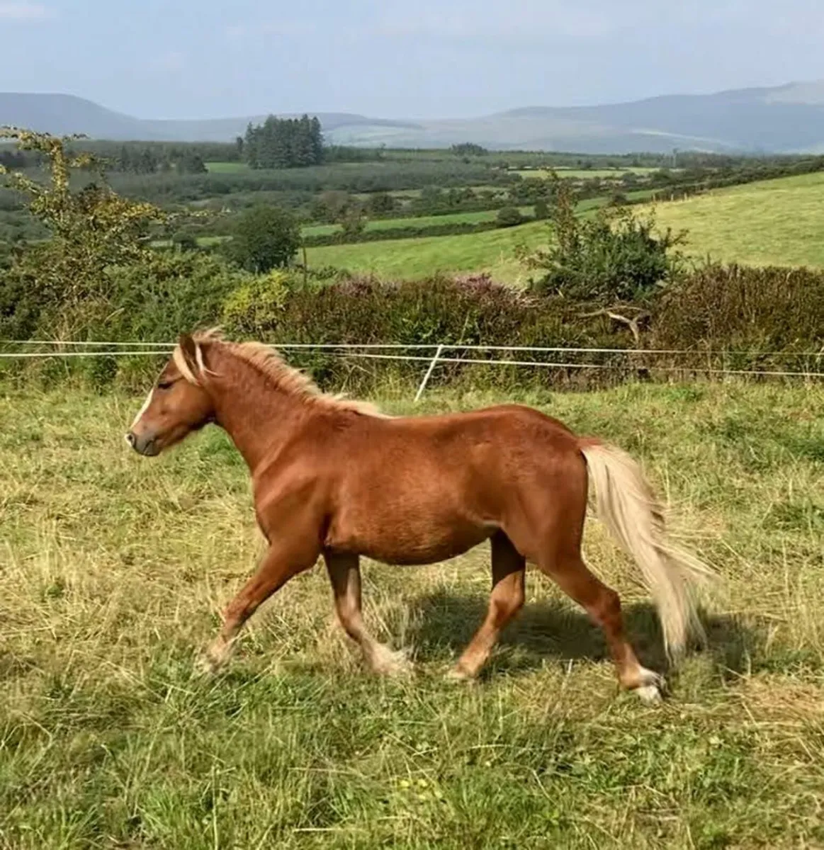 kerry bog pony stallion for next year - Image 2