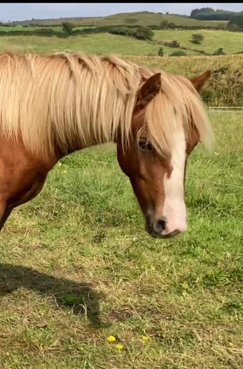 kerry bog pony stallion for next year - Image 3