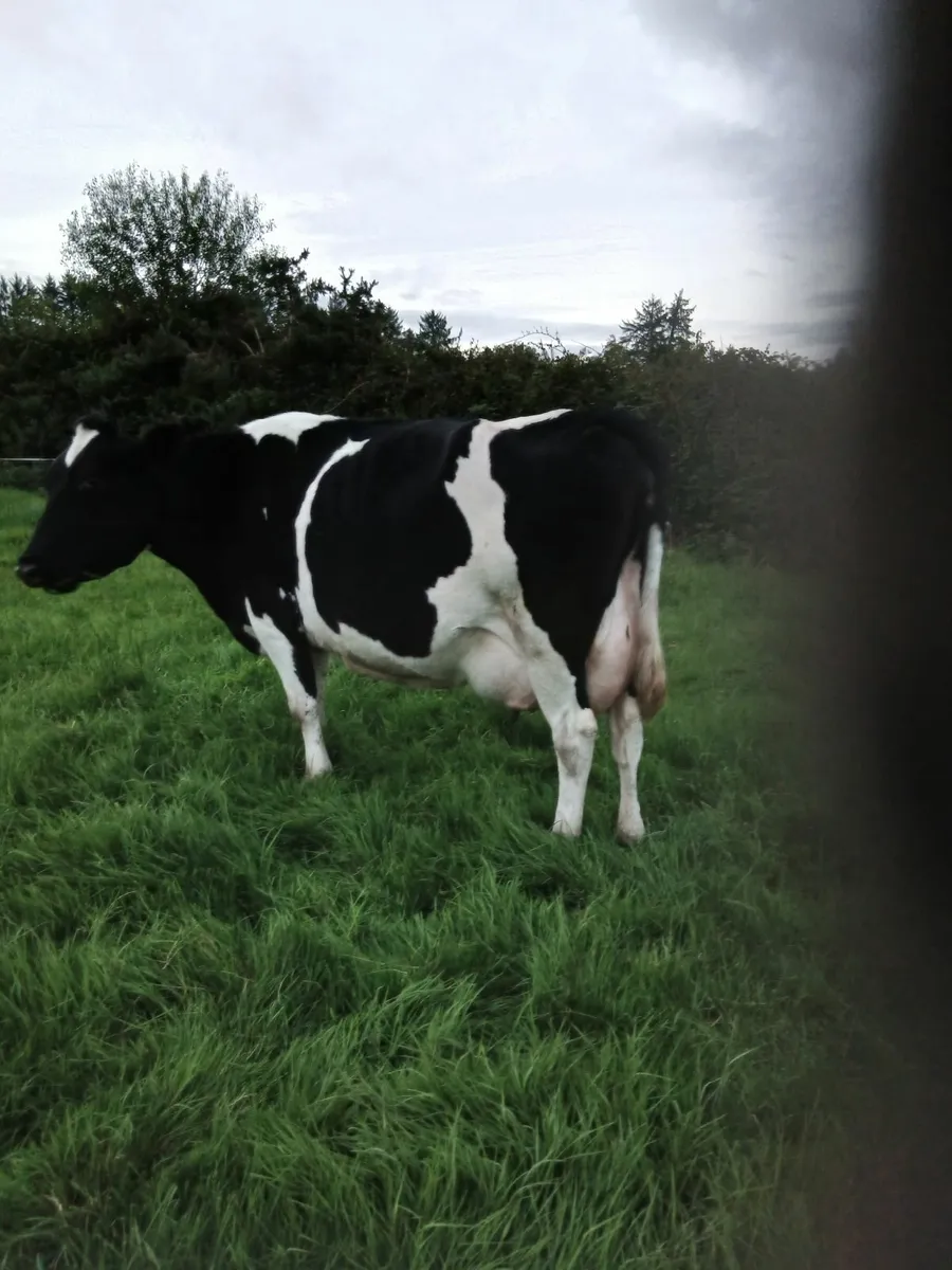 Friesan Cow - Image 1