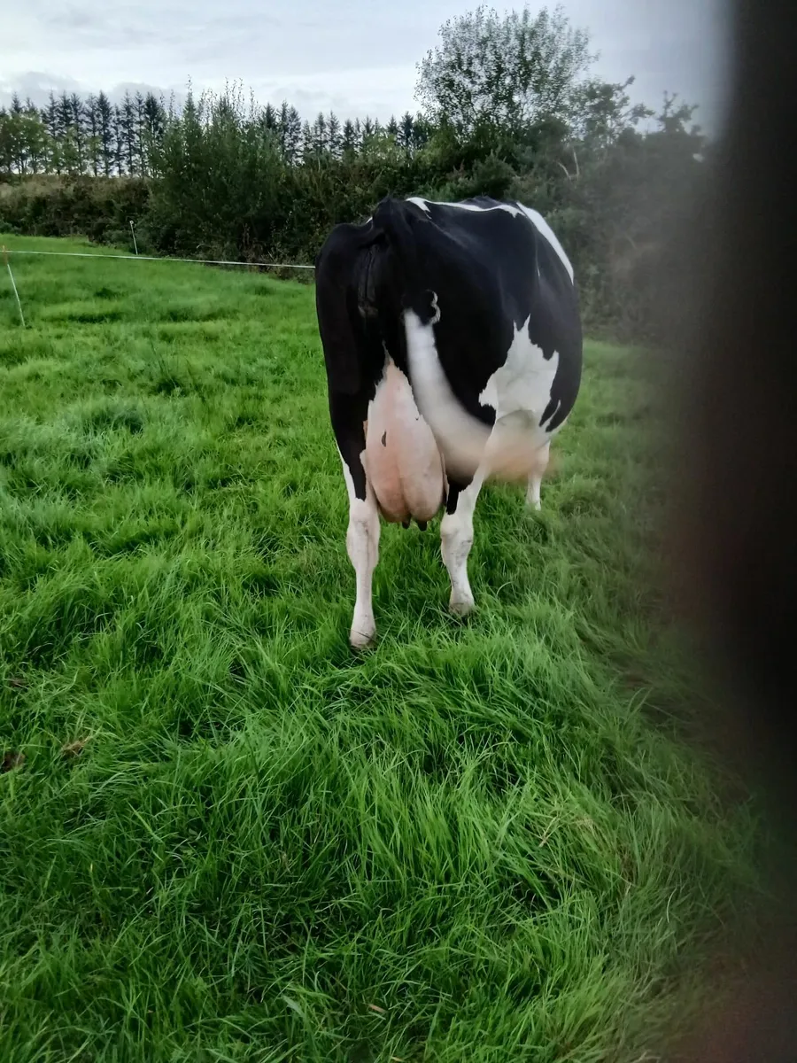 Friesan Cow - Image 2