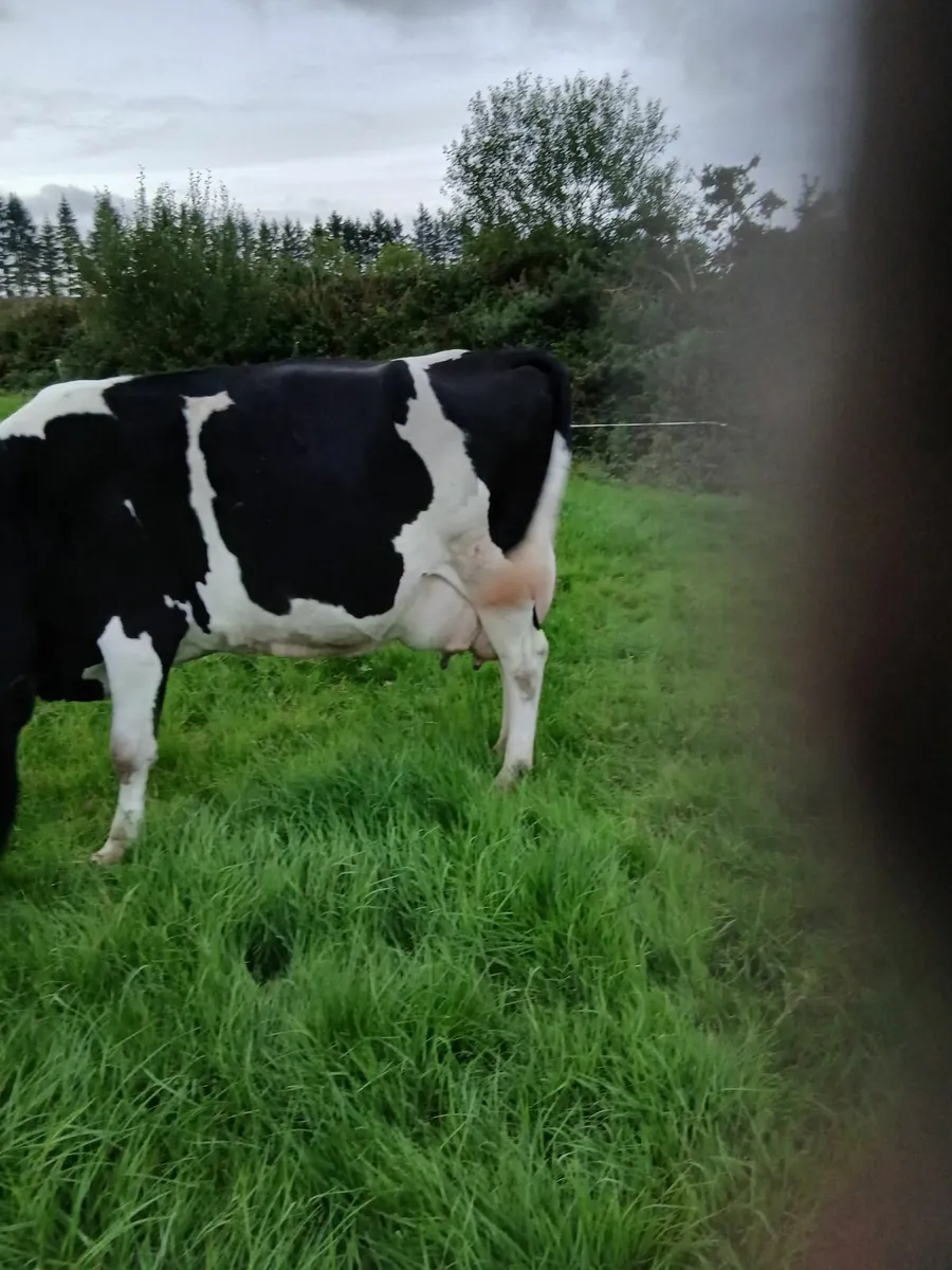 Friesan Cow - Image 4