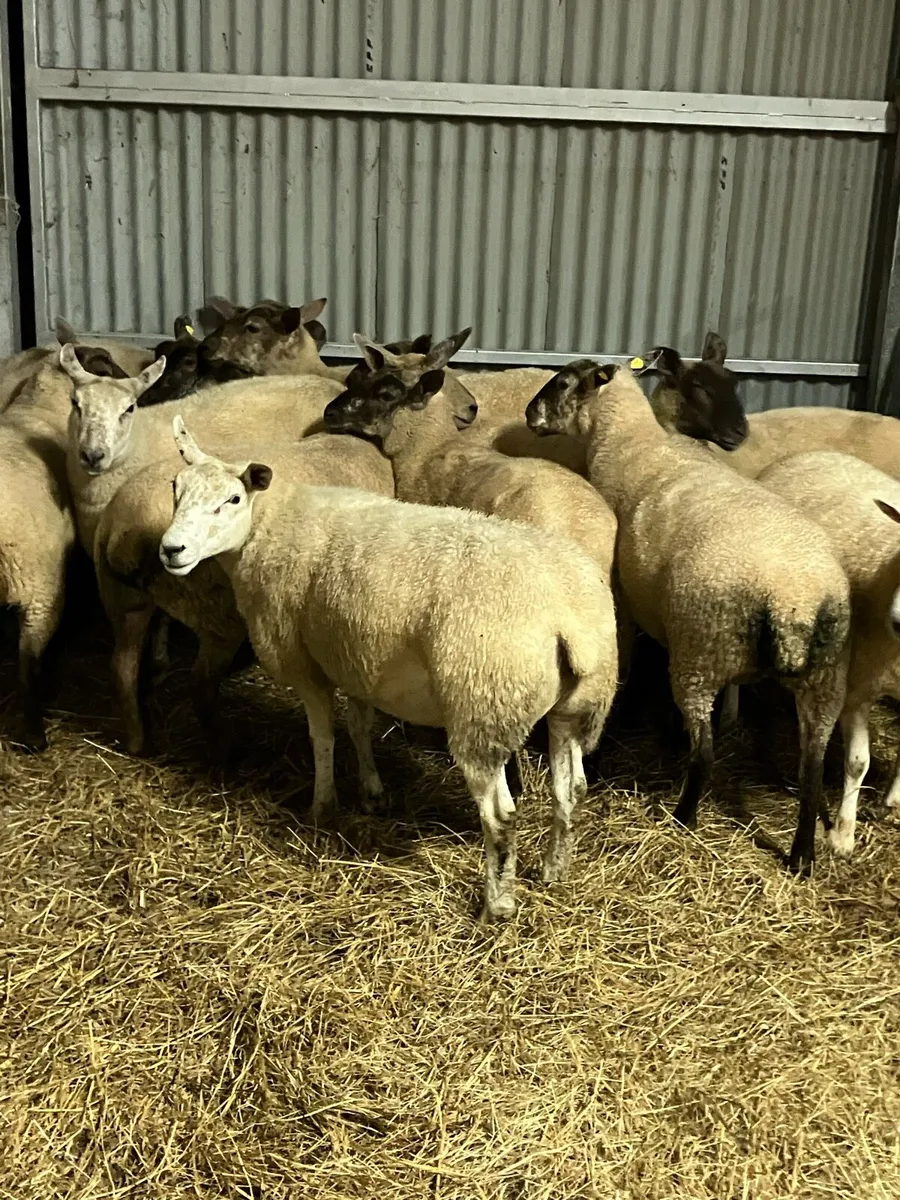 Hogget ewes - Image 1