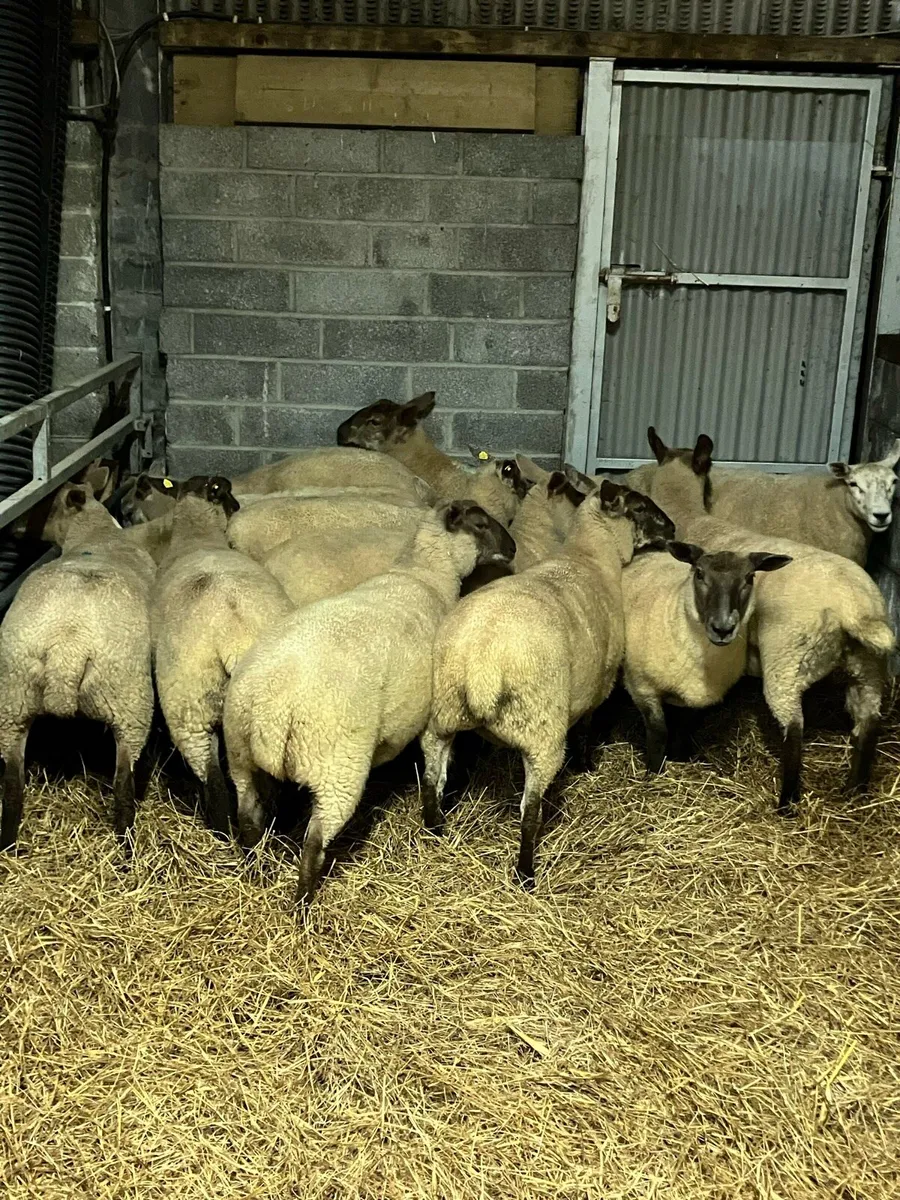 Hogget ewes - Image 2
