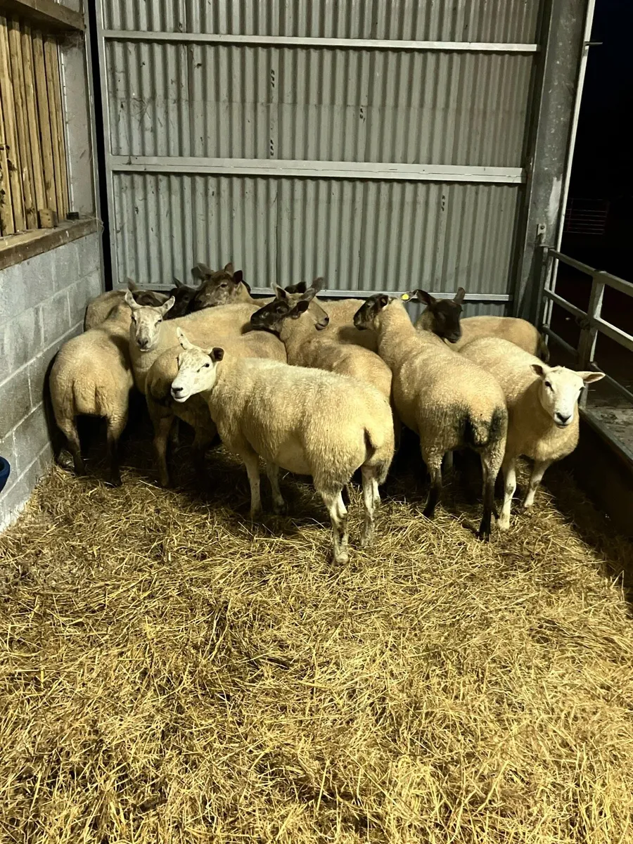 Hogget ewes - Image 3