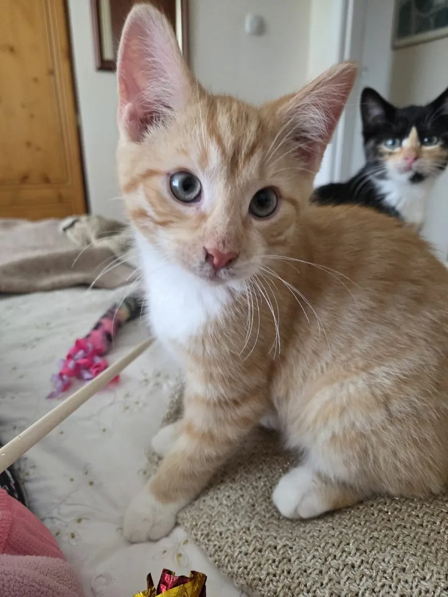 Kittens - Image 1