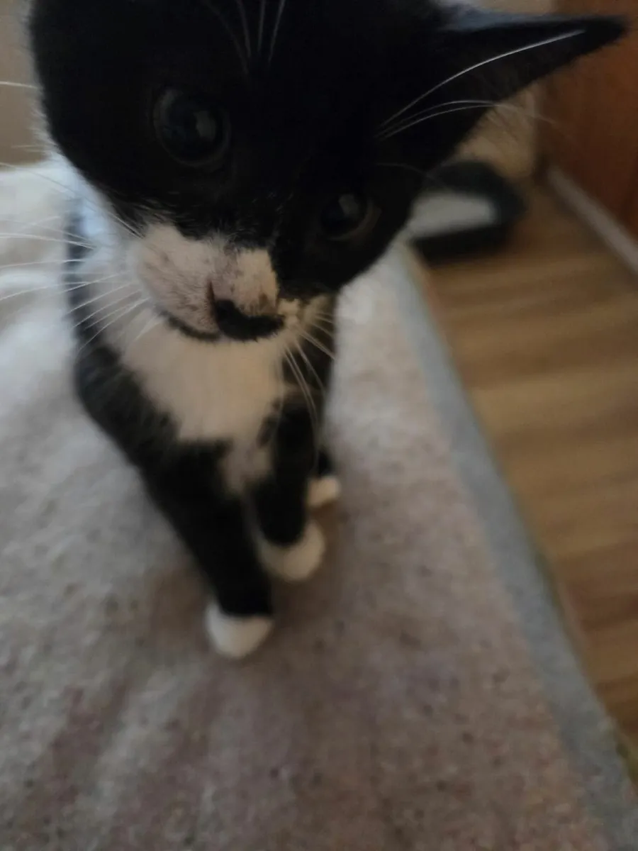 Kittens - Image 2