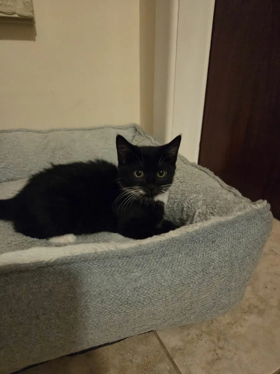 Kittens - Image 3