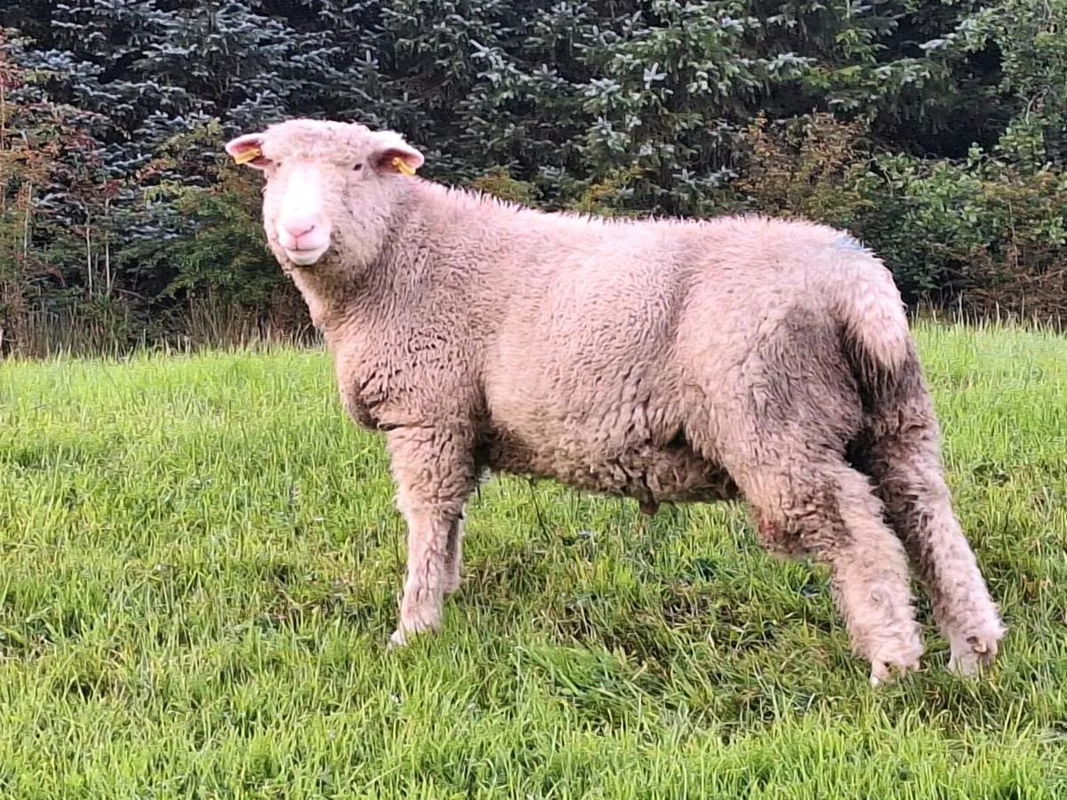 Dorset Ram Lamb - Image 1