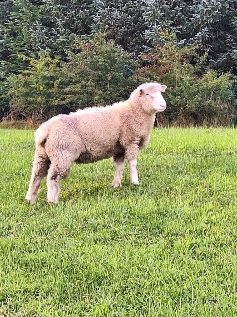 Dorset Ram Lamb - Image 2