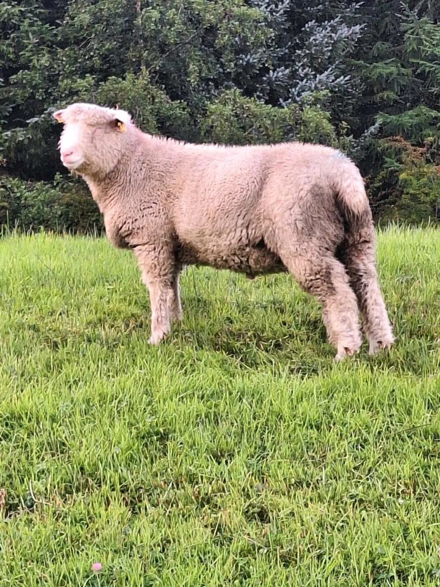 Dorset Ram Lamb - Image 3