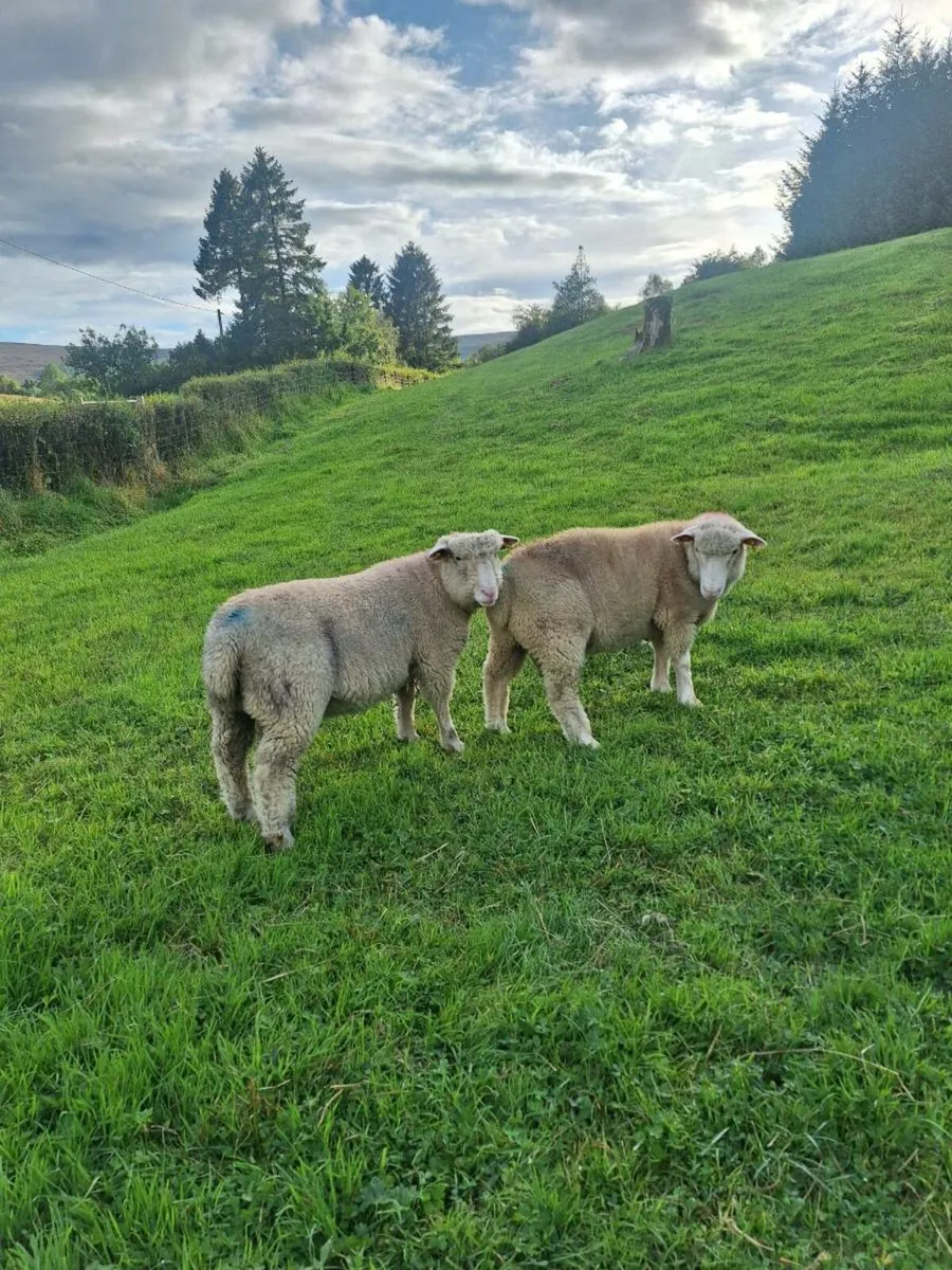 Dorset Ram Lamb - Image 4