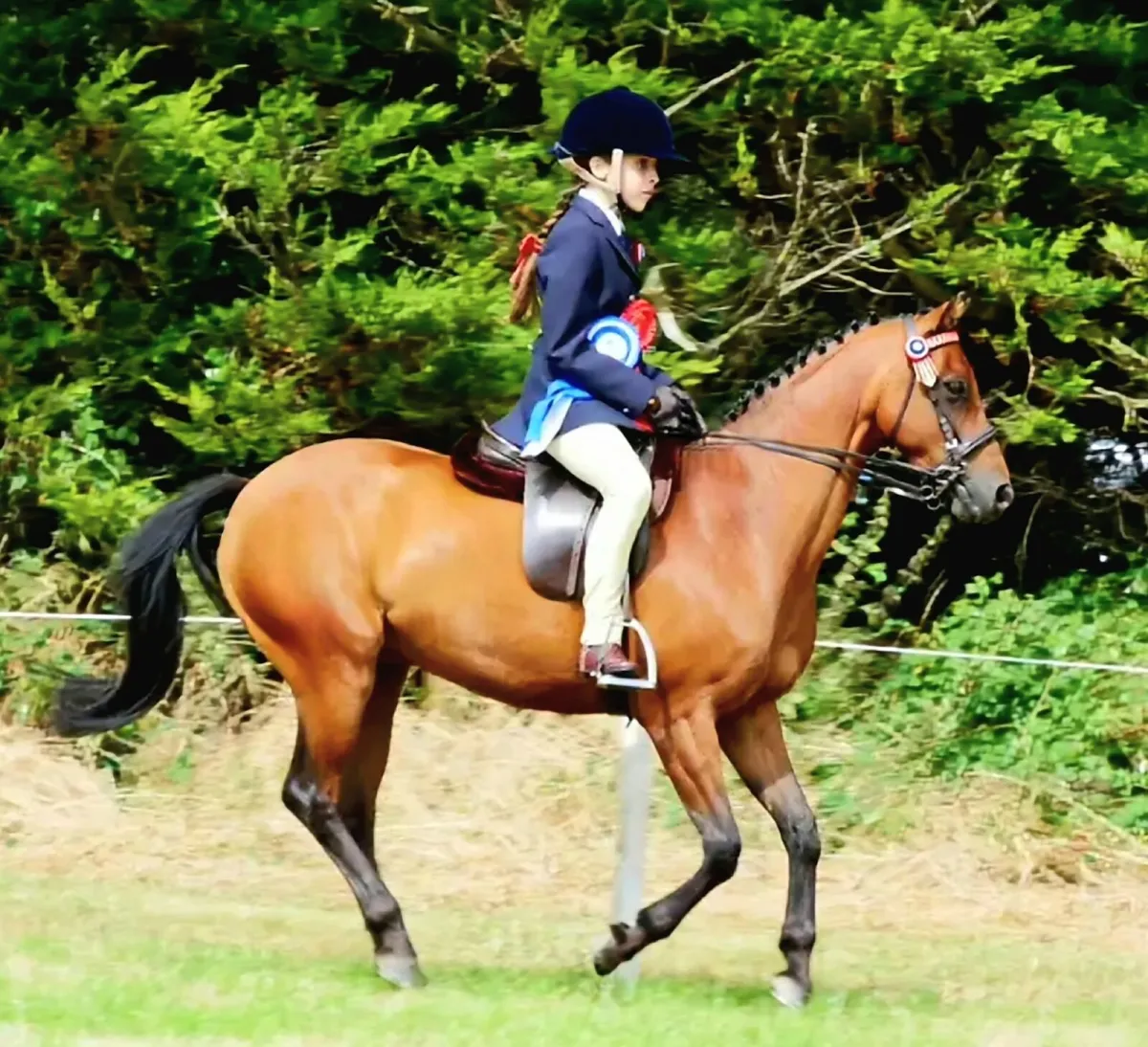 Competition Pony 12.2 - Image 3