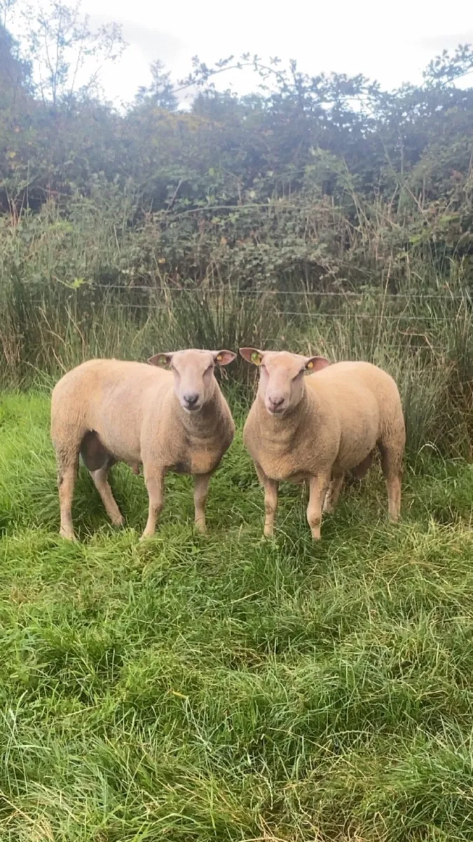 PBR charlaois hogget rams - Image 1