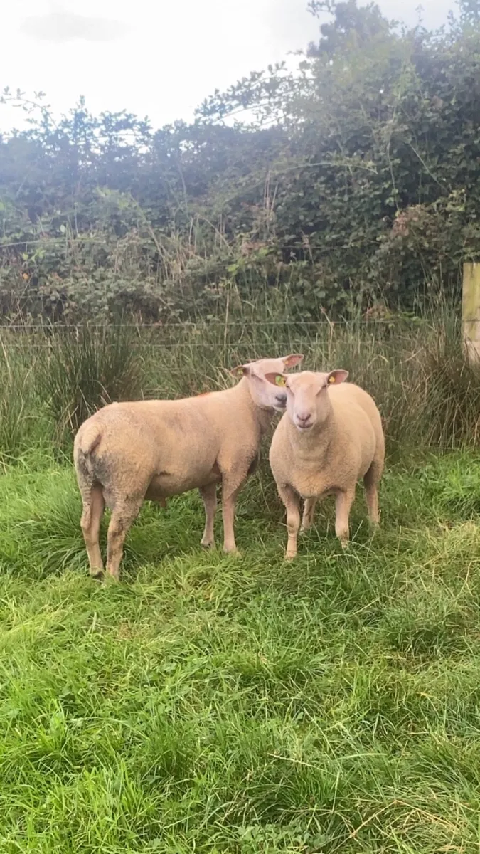 PBR charlaois hogget rams - Image 2
