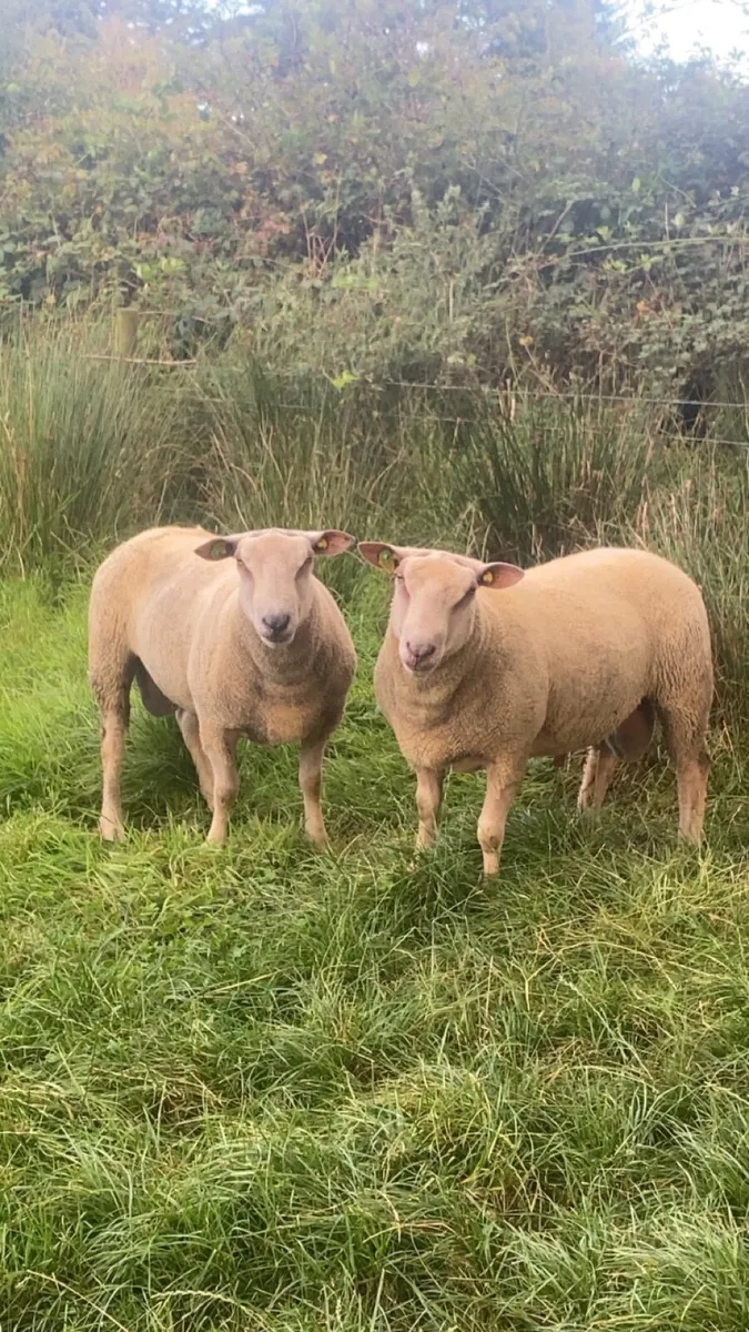 PBR charlaois hogget rams - Image 3
