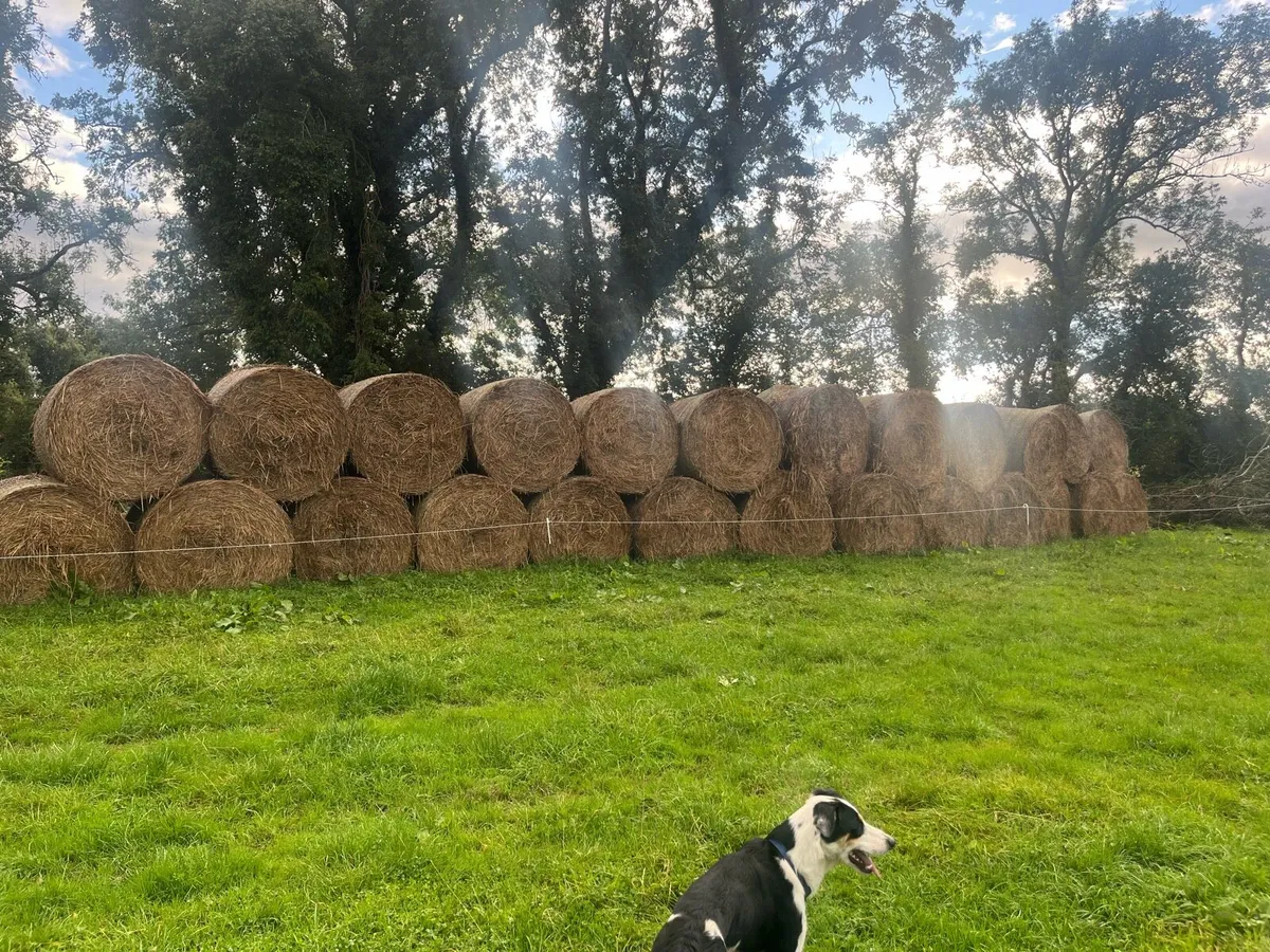 Straw Bedding Bales - Image 1