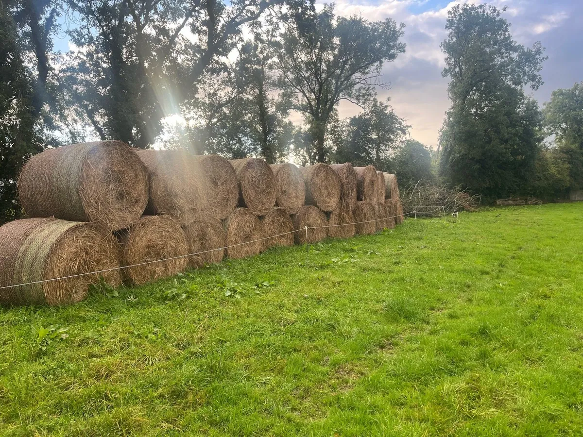 Straw Bedding Bales - Image 2