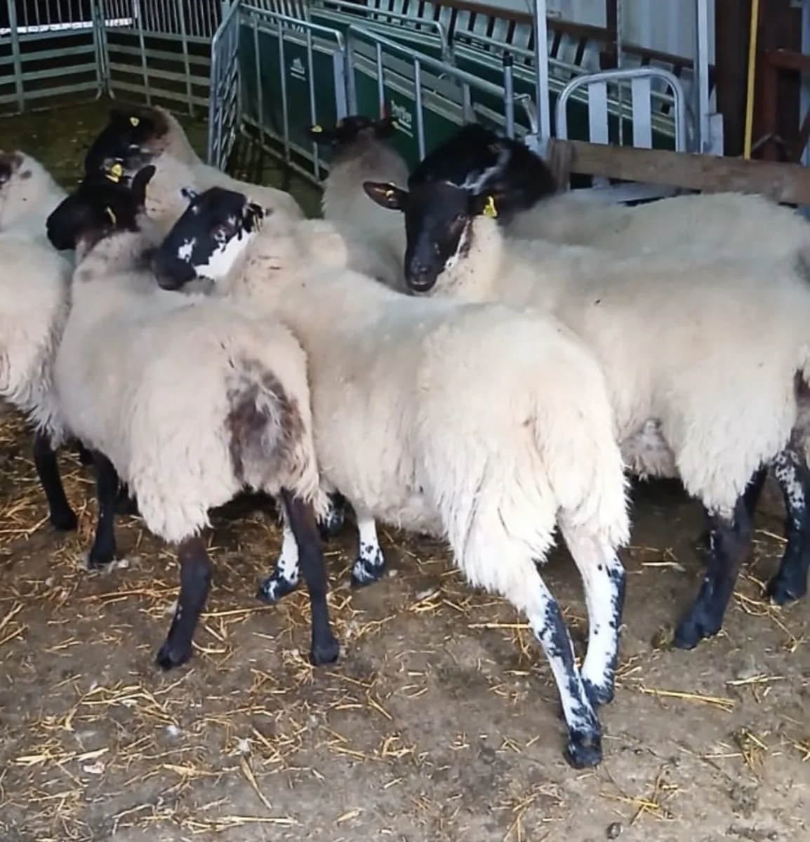Sulfolk cross hogget ewes - Image 1