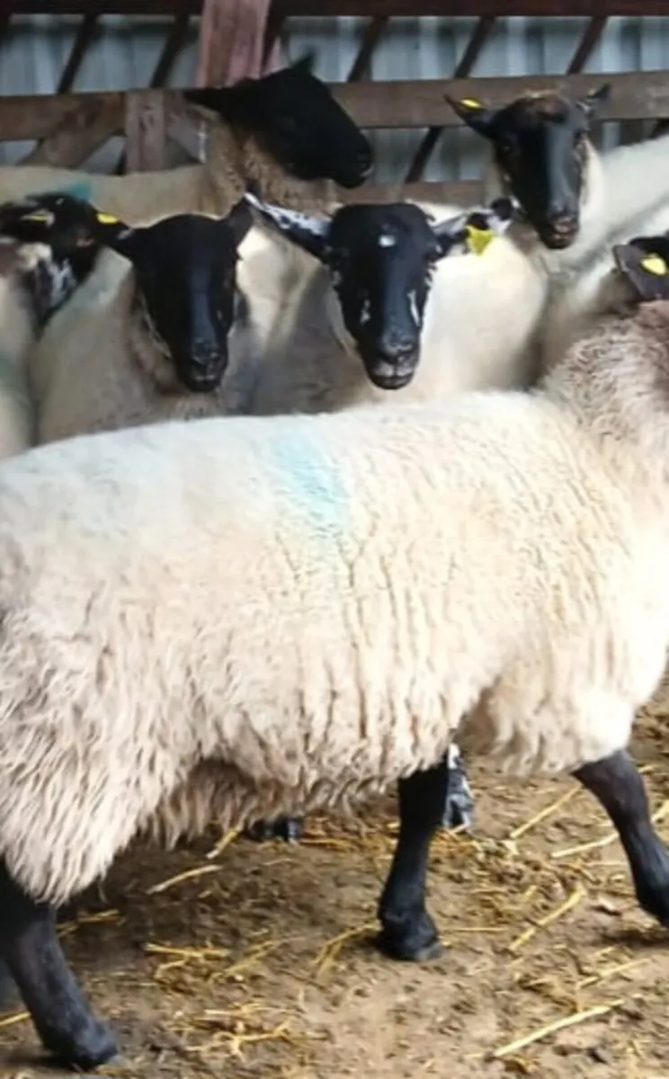 Sulfolk cross hogget ewes - Image 2