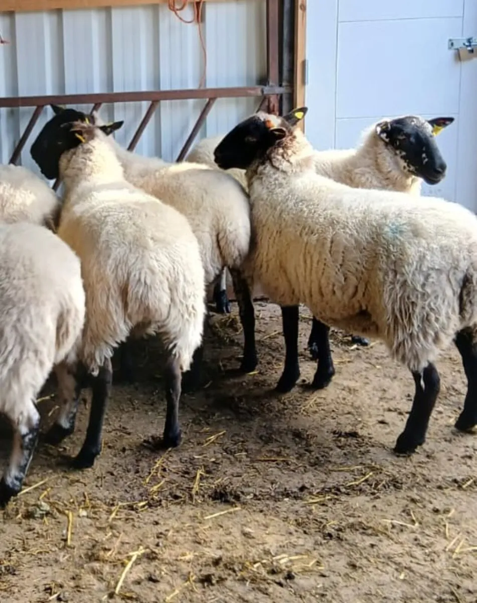Sulfolk cross hogget ewes - Image 3