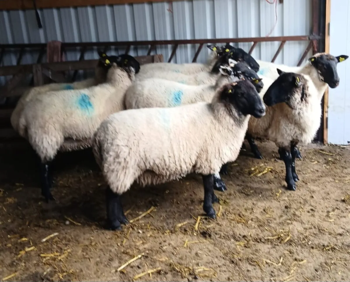 Sulfolk cross hogget ewes - Image 4