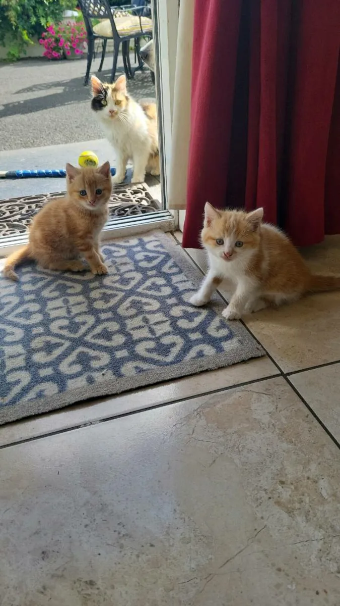Kittens - Image 1