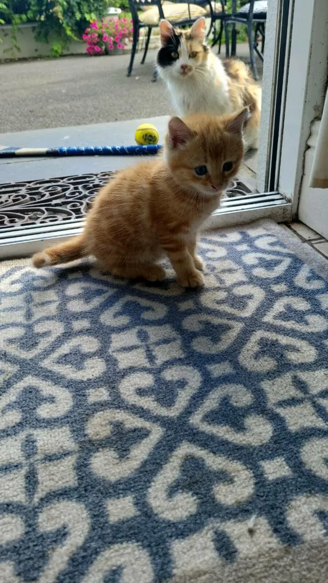 Kittens - Image 2