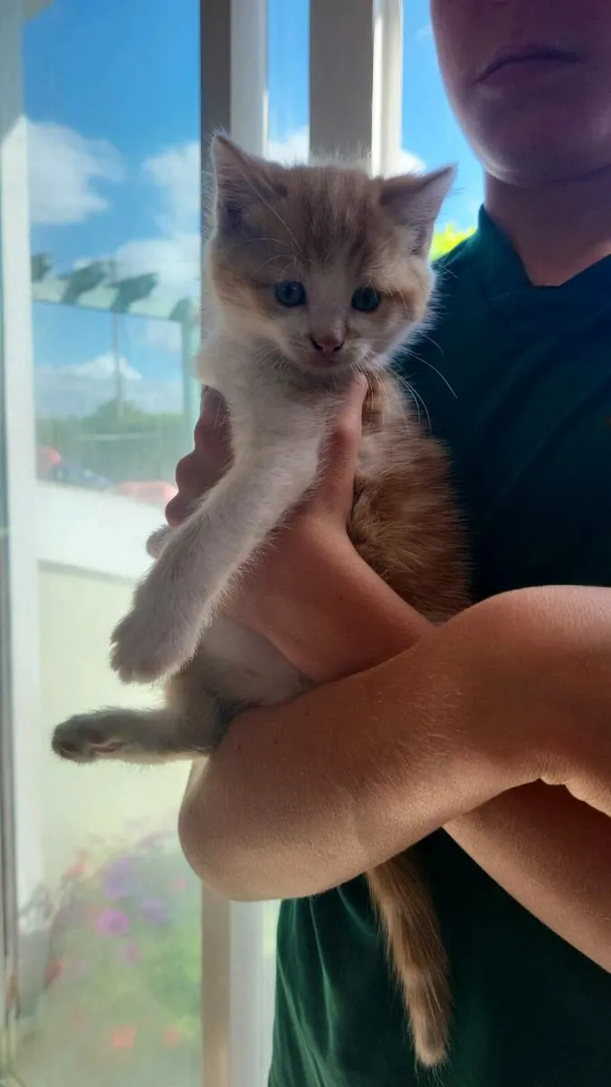 Kittens - Image 3