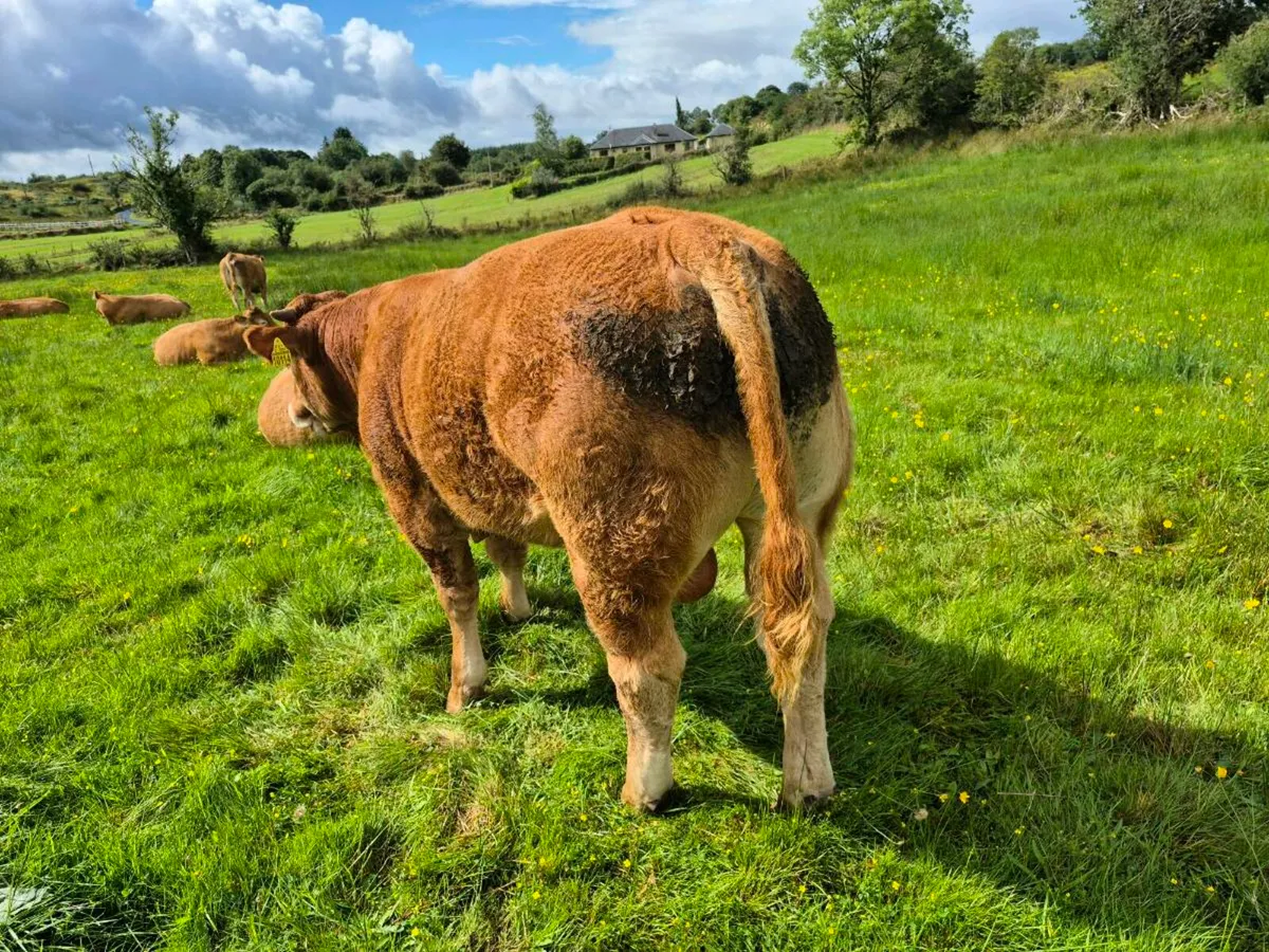 Weanling bulls - Image 1