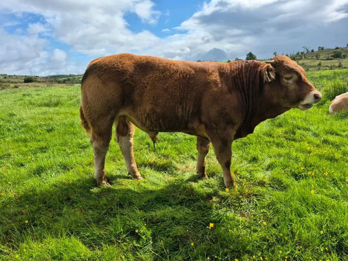 Weanling bulls - Image 2