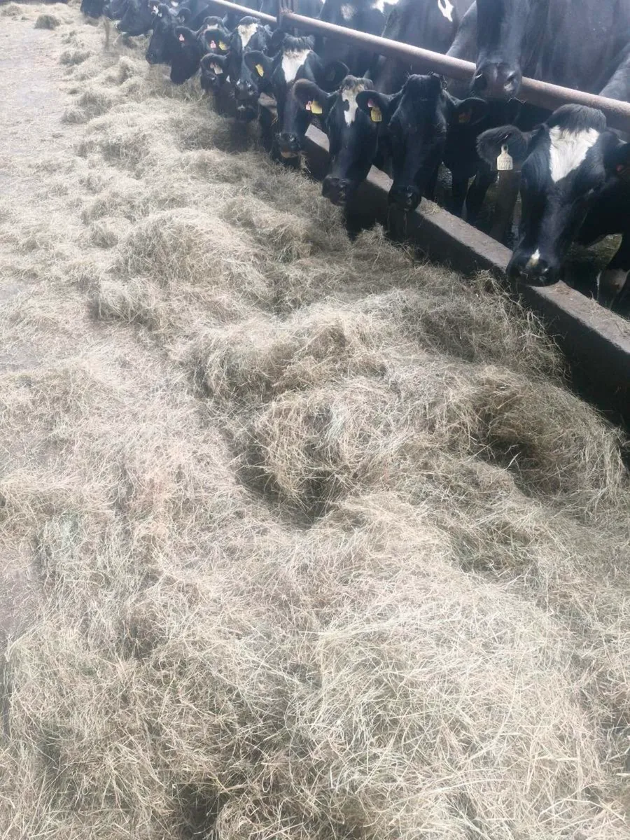 Hay - Image 1
