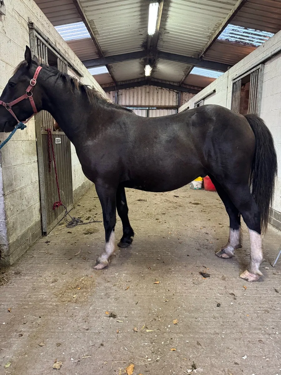 Cob gelding - Image 1