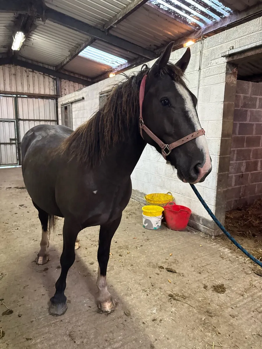 Cob gelding - Image 2