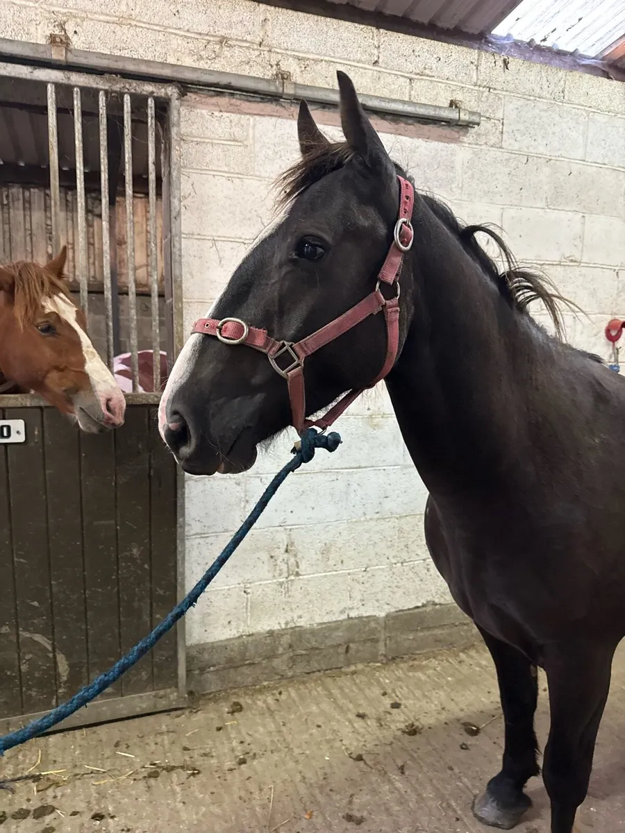 Cob gelding - Image 3