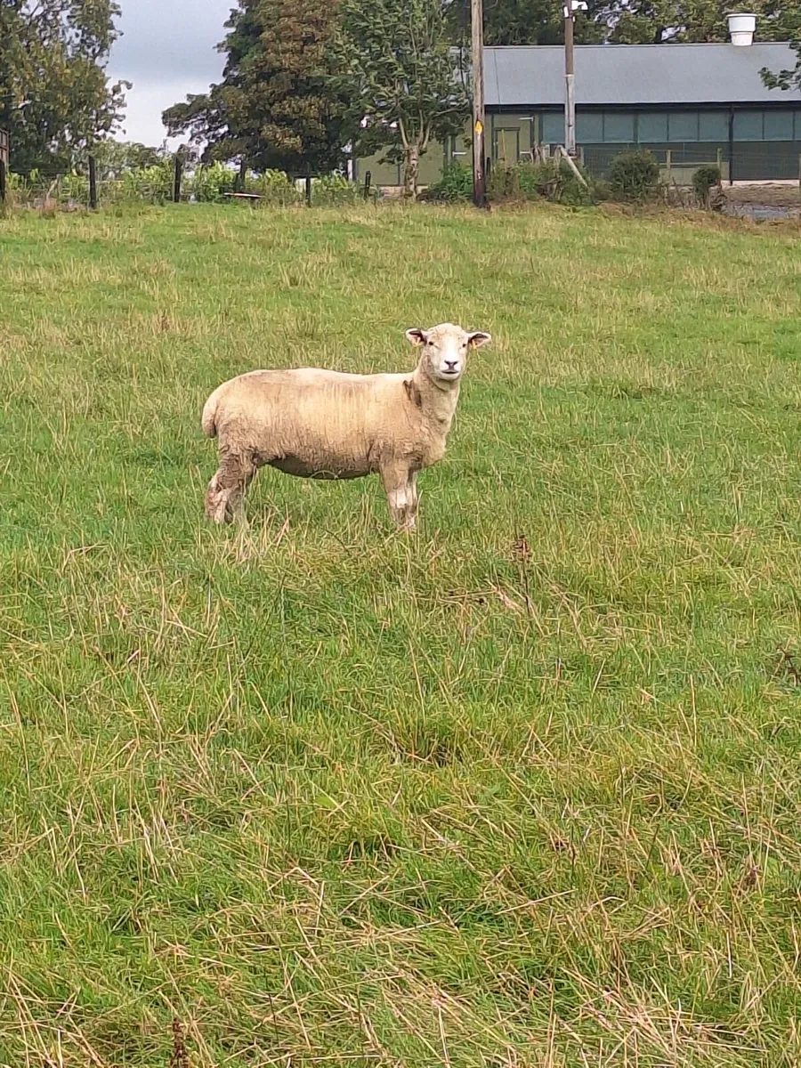 Hoggets - Image 2