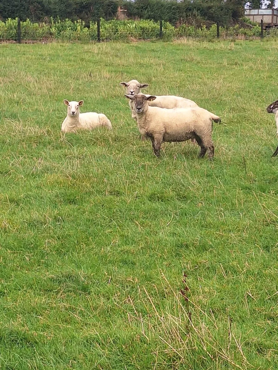 Hoggets - Image 1