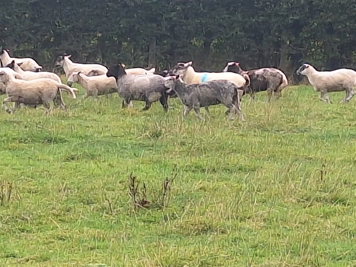 Hoggets - Image 3