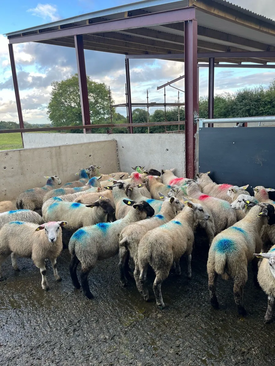 Smashing store lambs for sale - Image 1