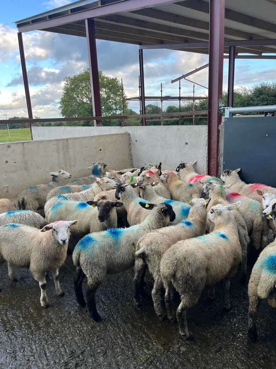 Smashing store lambs for sale - Image 2