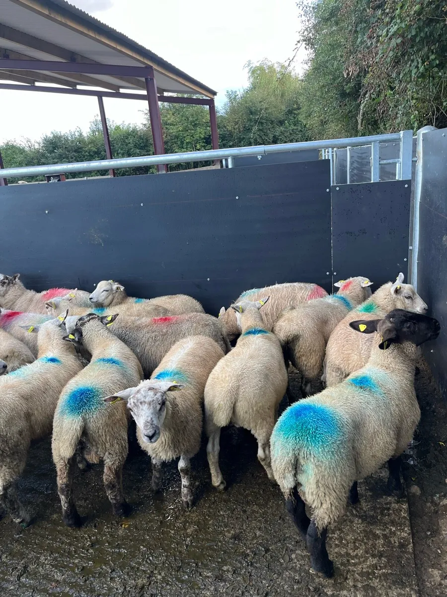 Smashing store lambs for sale - Image 3
