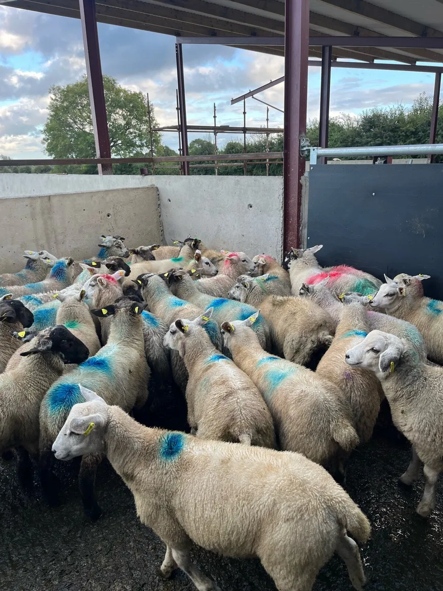 Smashing store lambs for sale - Image 4