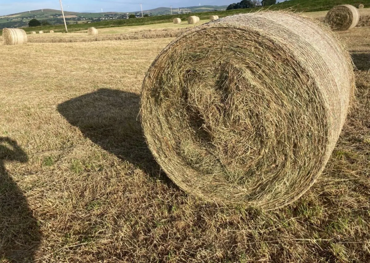 Hay