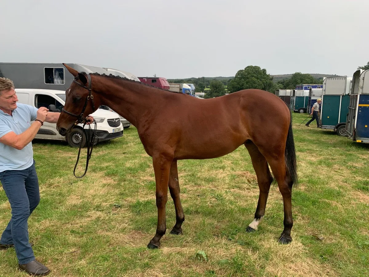Outstanding Chacoa Yearling for Sale - Image 3