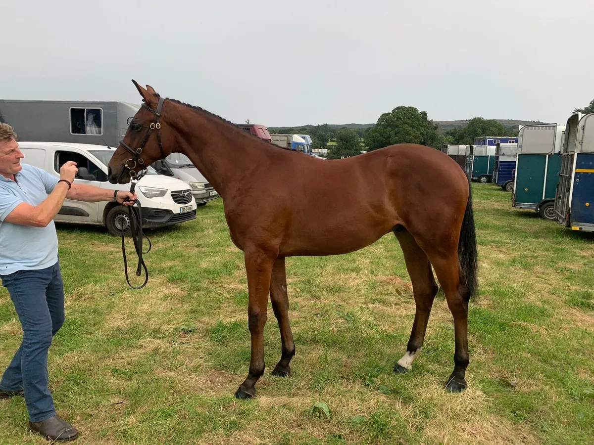Outstanding Chacoa Yearling for Sale - Image 4