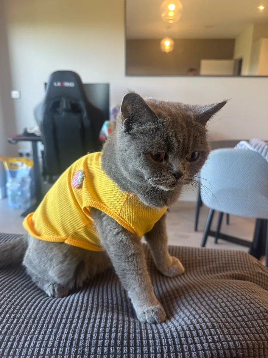 British shorthair female - Image 2